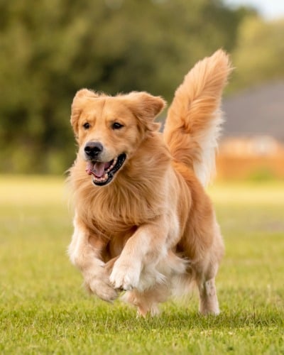 Tier, Hund, Golden Retriever, Haustier