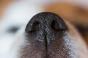Schnauze