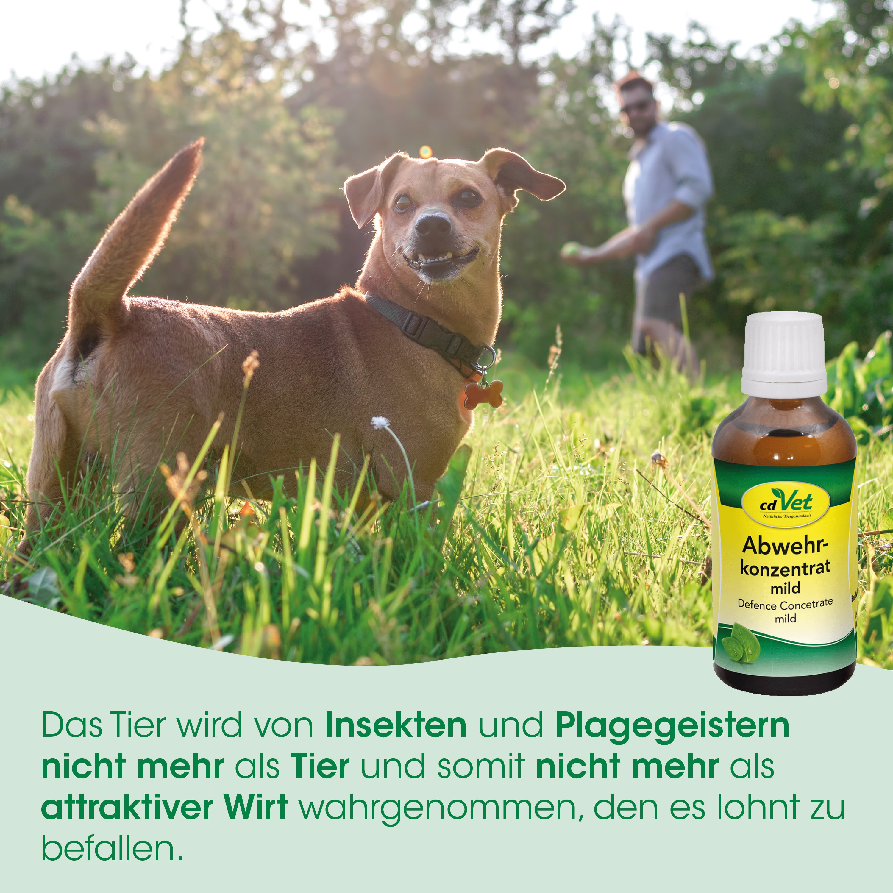 Hund, Laptop?, No, dog, but not allowed, I must provide relevant terms