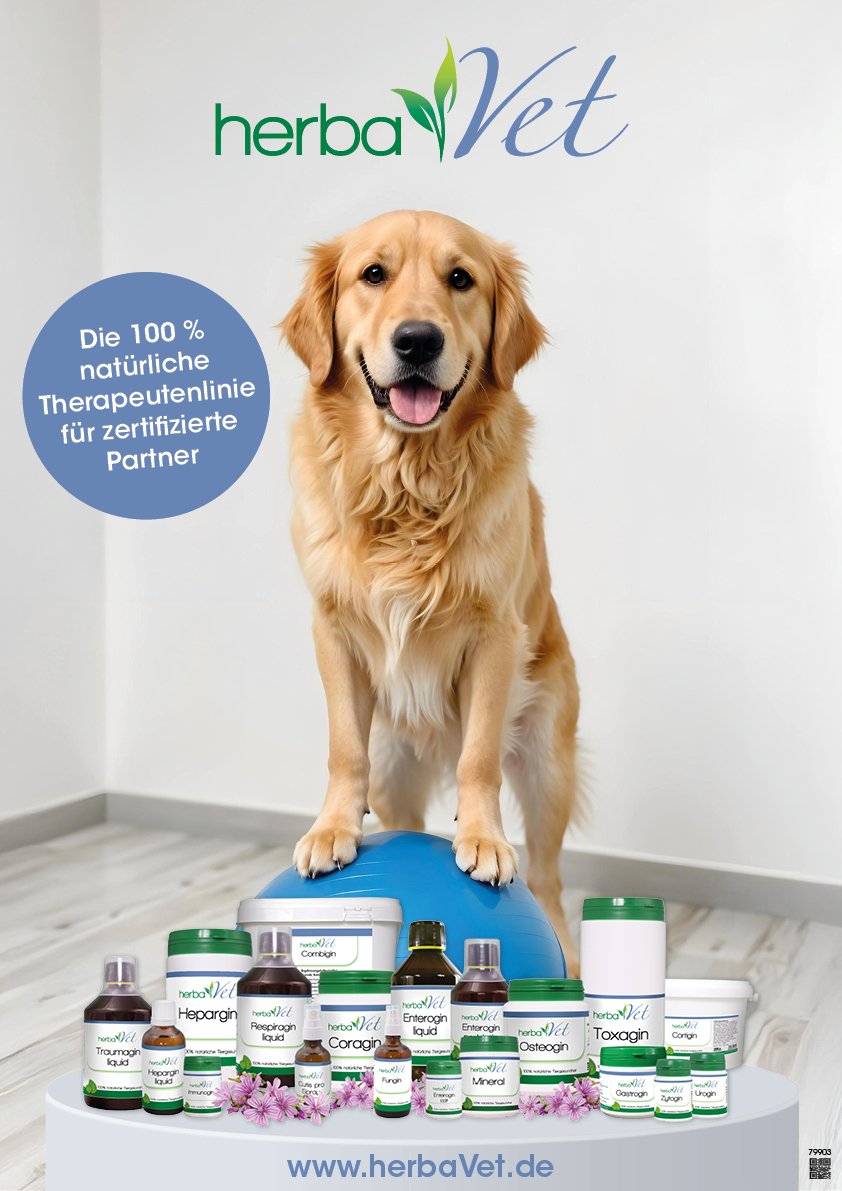 Hund, Golden Retriever, Säugetier, Haustier