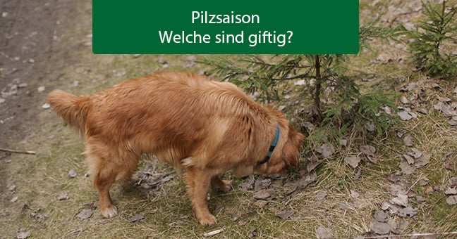 Blogbeitrag_Pilzsaison_(1) Hund, Golden Retriever, Haustier, Baum
