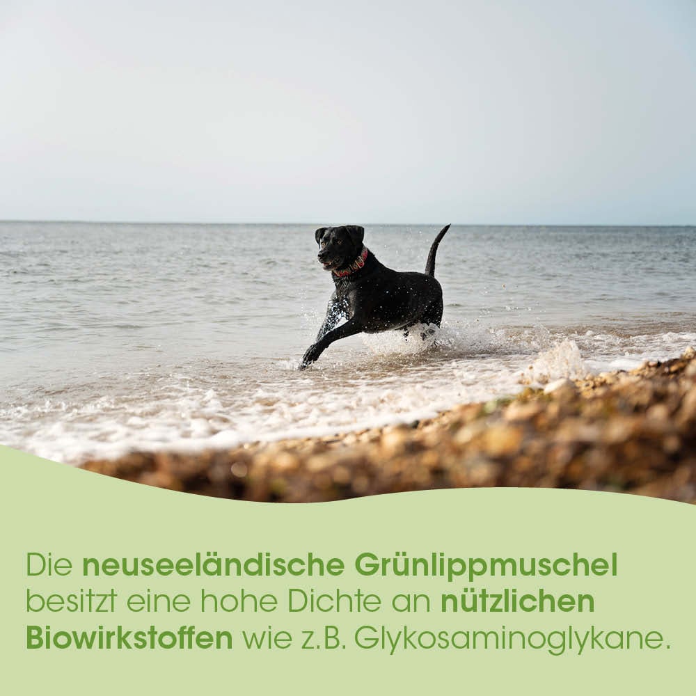 Hund, Schwarz, Hund am Strand, Wellen, Tier