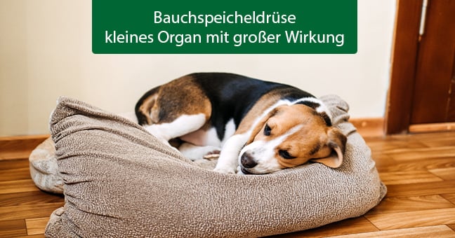 Hund, Säugetier, Haustier