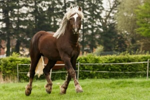 Tier, Colt Horse, Pferd, Säugetier