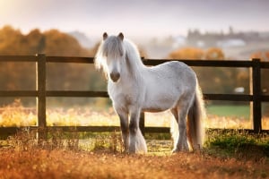 Tier, Pferd, Säugetier, Colt Horse