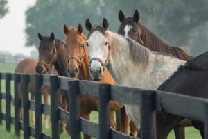 Tier, Colt Horse, Pferd, Säugetier