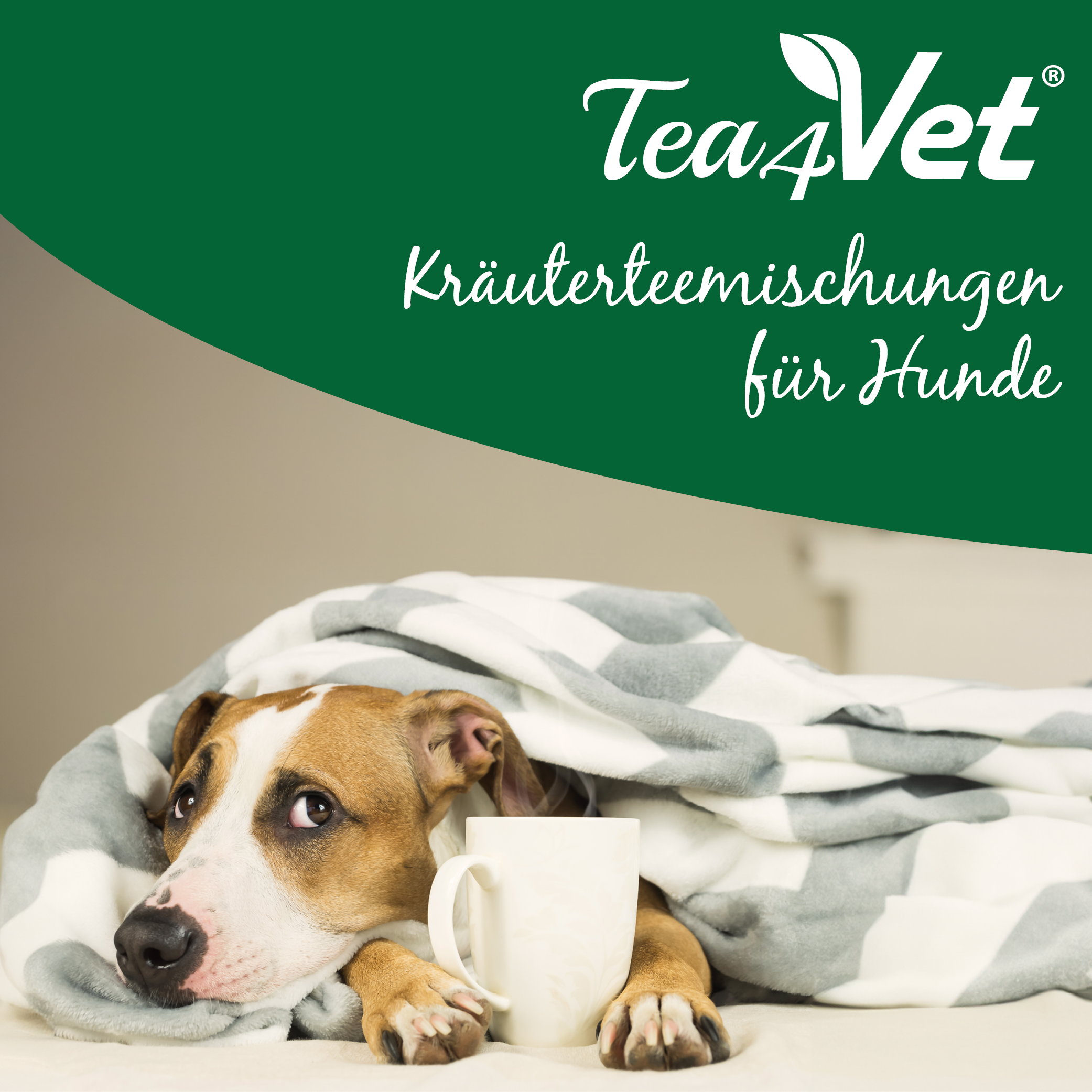 Decke, Hund, Säugetier, Haustier