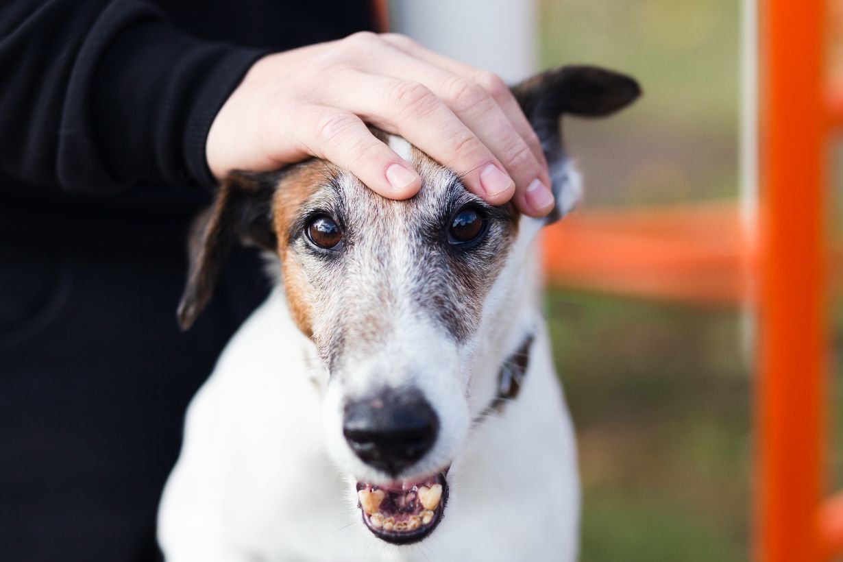 Hund, Tiergesundheit, Hundehaar, Halterung, Snack?