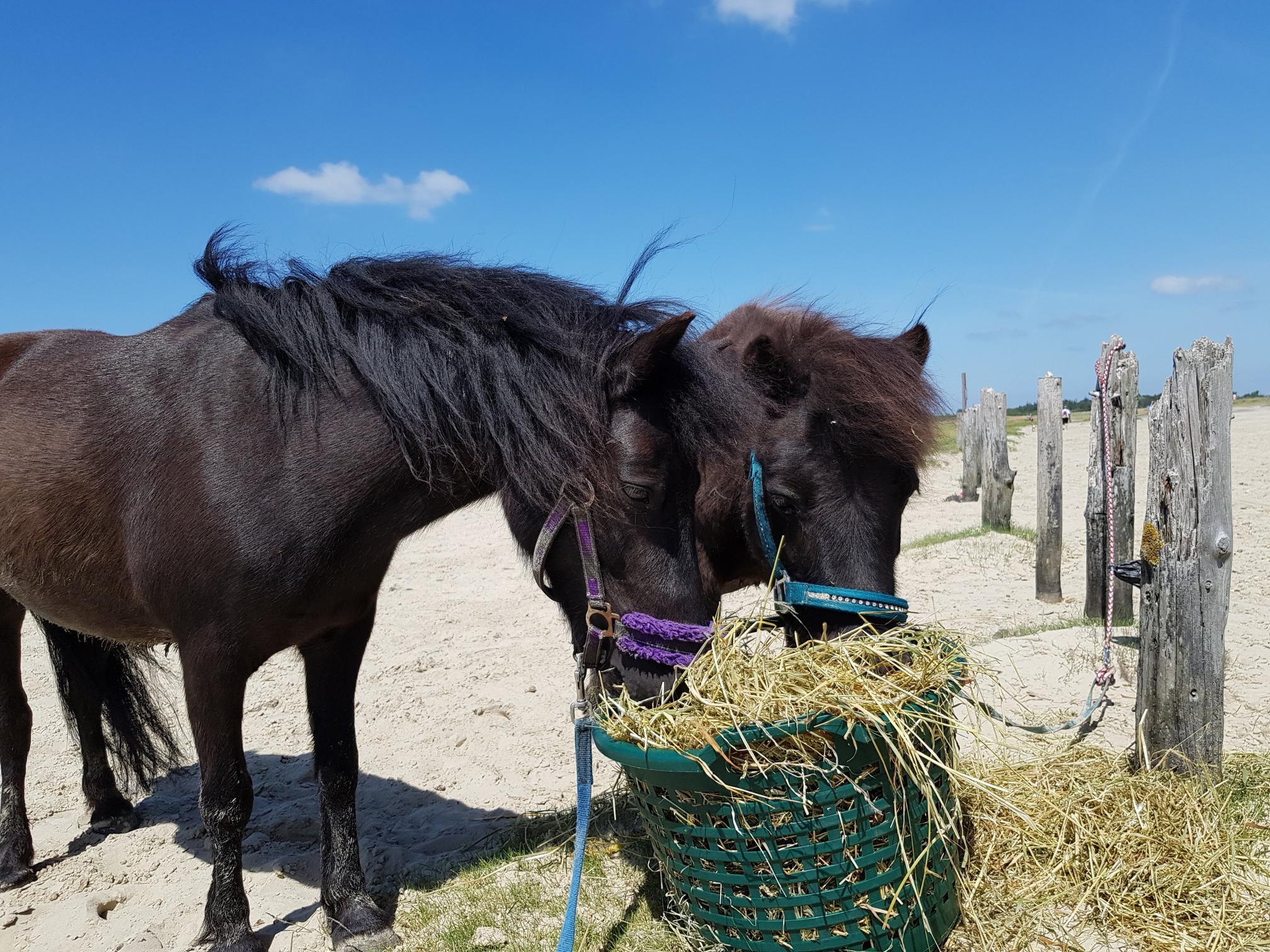 Draußen, Natur, Colt Horse, Auf dem Land, Hof