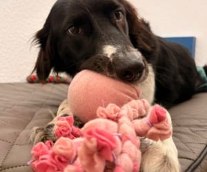 Hund, Haustier, Welpe, Hund, Säugetier, Haustier, Welpe