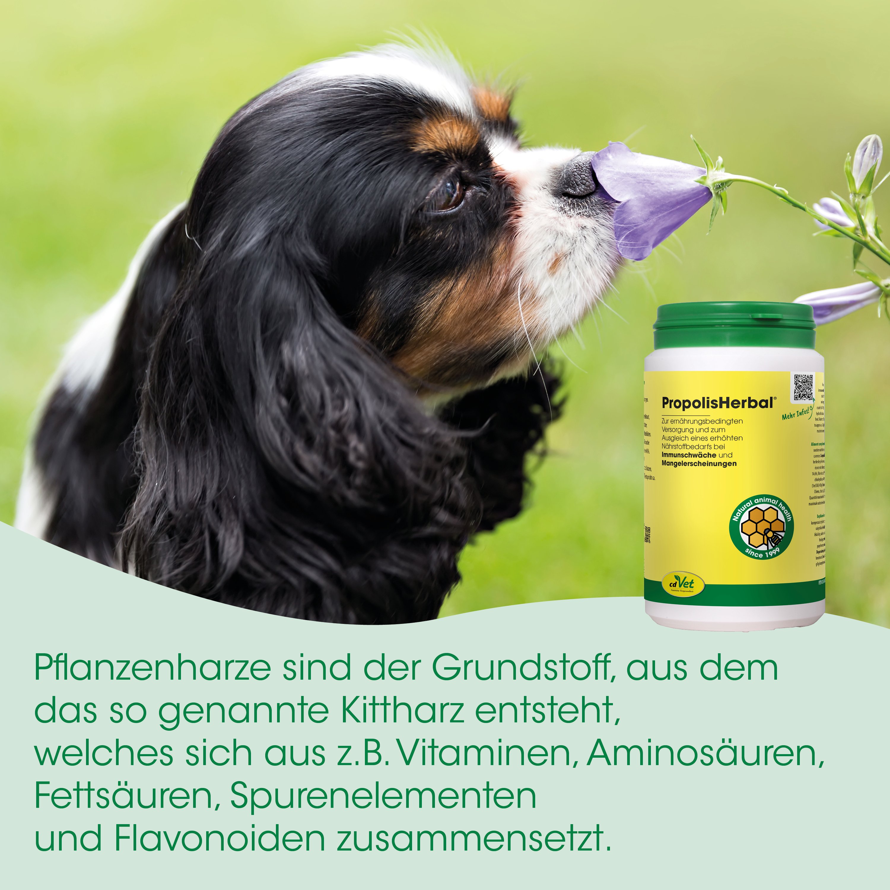 Hund, Tierprodukt, Ergänzung, Pillenflasche, grüne Etikette