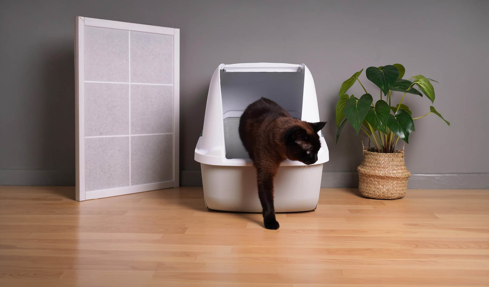 Katzenklo, Katzentoilette, Haustierprodukt, Haustierbedarf, Pflanze