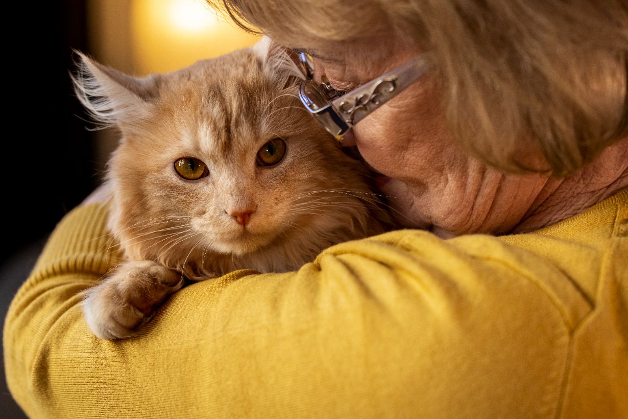Kätzchen, Katze, Fellfarbe, Orange-Tönen, Kuscheln