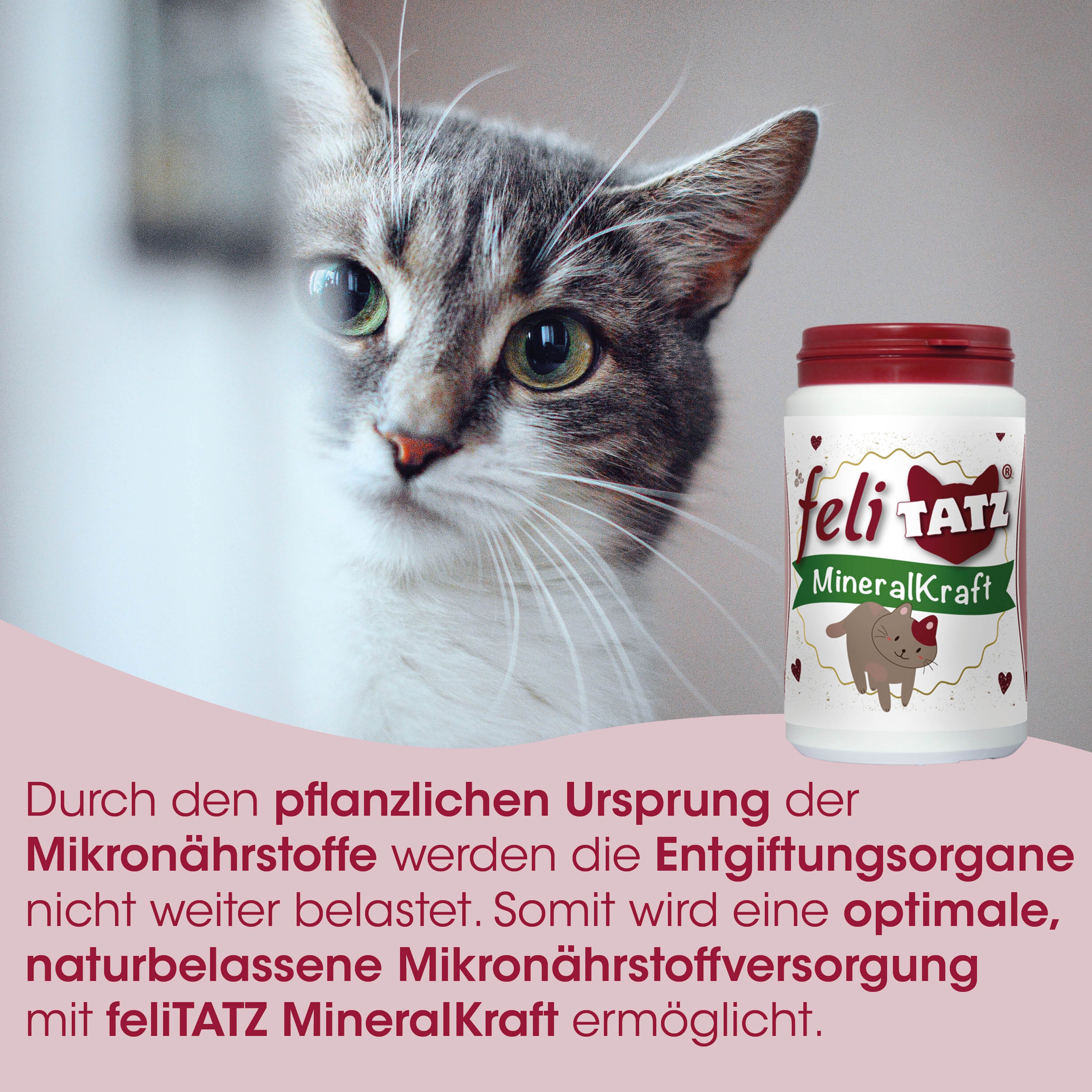 Katzenbild, Katzenfutter, Mineralstoff, Sponsorbild, Flasche