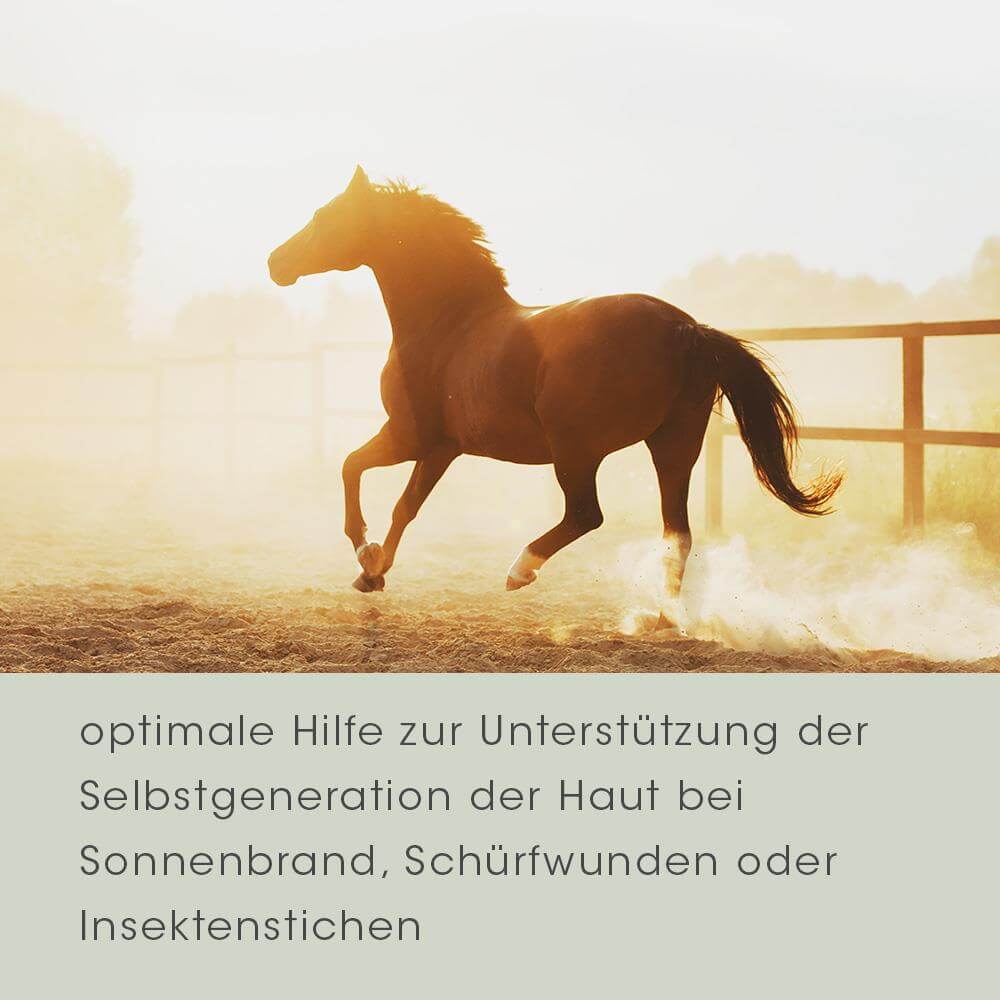 Tier, Pferd, Säugetier, Hengst, Colt Horse