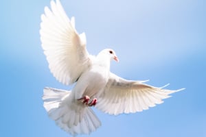 Tier, Vogel, Taube