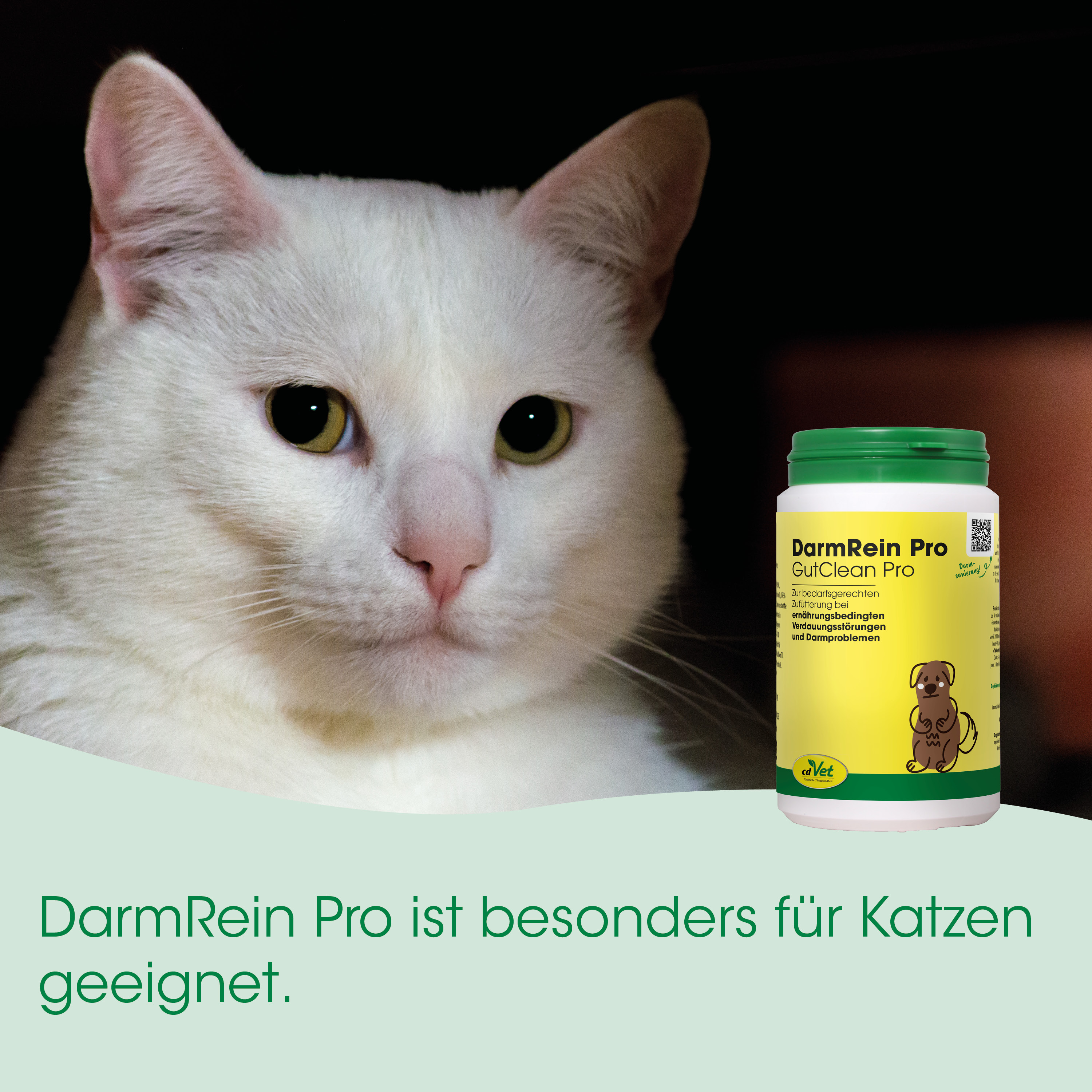 weiß, Katze, Tierarztprodukt, Darmrein Pro, Flaschenbild
