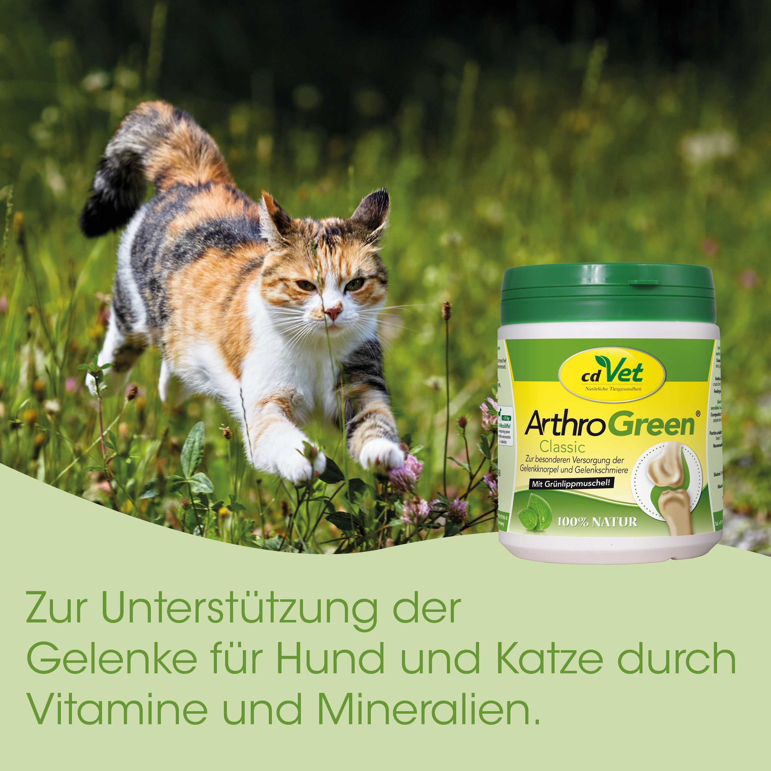 katze, tierarznei, gelenkunterstützung, vitamine, behälter
