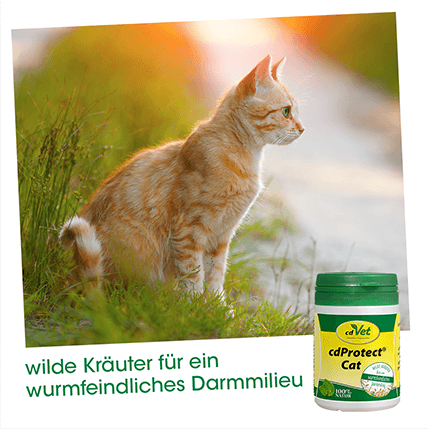 cdProtect Cat 25 g -sorbe