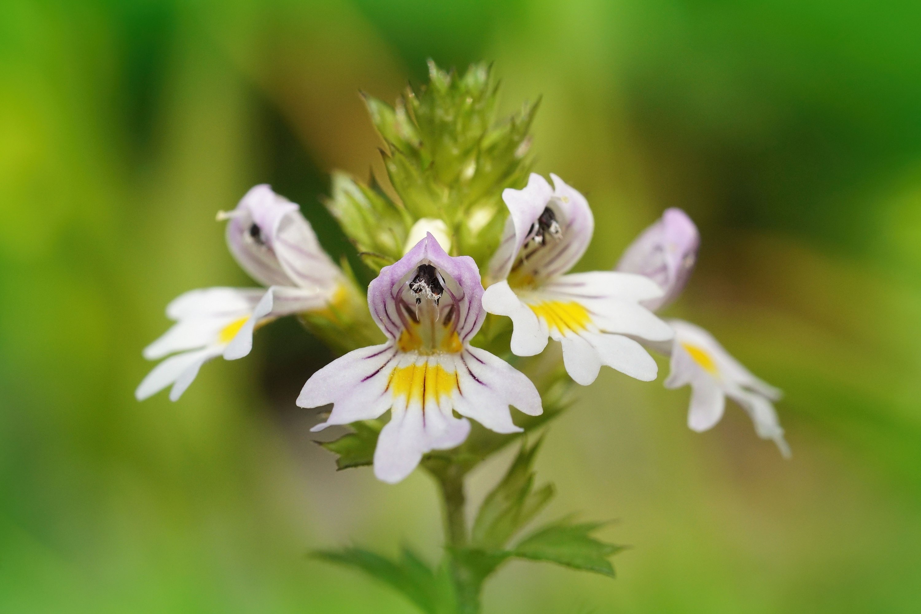 (blume), wildblume, pinkweiß gelb, botanisch, makro