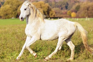 Tier, Pferd, Säugetier