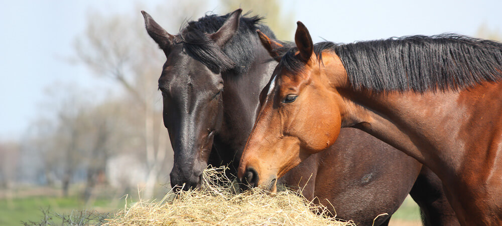 Tier, Colt Horse, Pferd, Säugetier