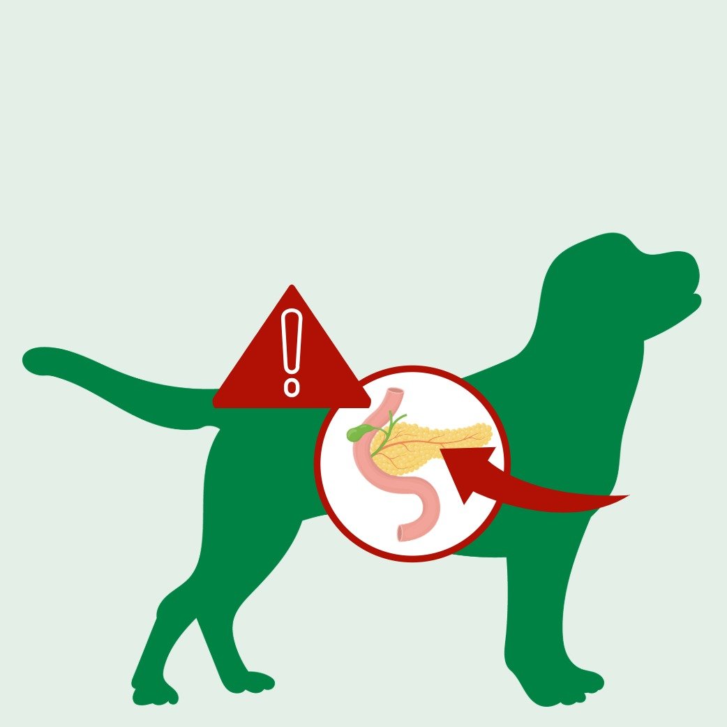 Tier, Bär, Säugetier, Tierwelt