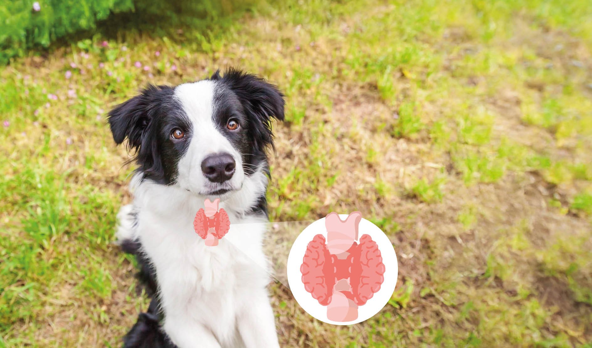 Hund, Border Collie, organische Formen Überlagerung, tierisches Bild, Tierherz