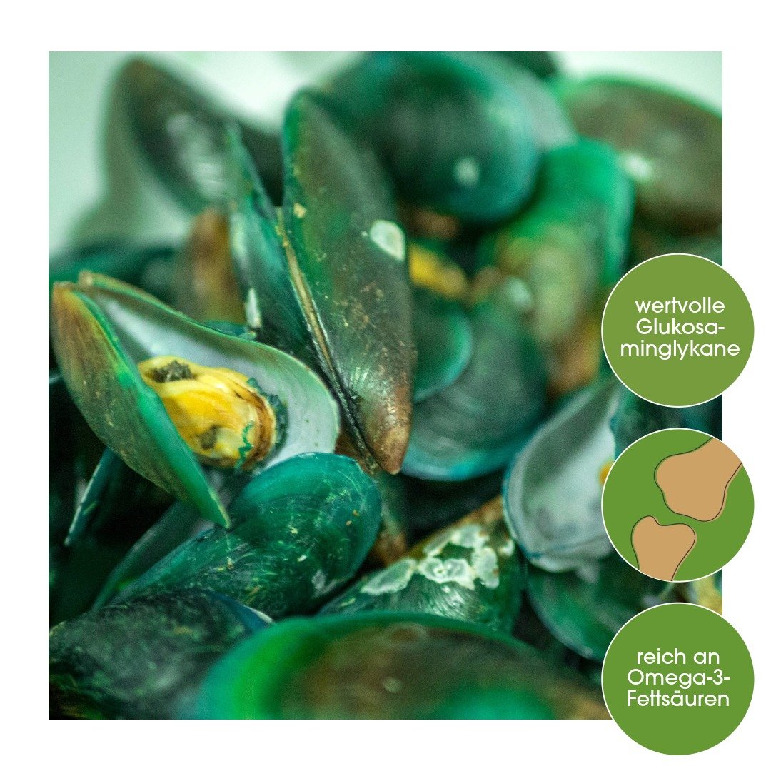 Muschel, Wirbellose, Leben im Meer, Meeresfrüchte