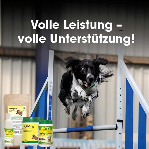 Tier, Hund, Säugetier, Haustier