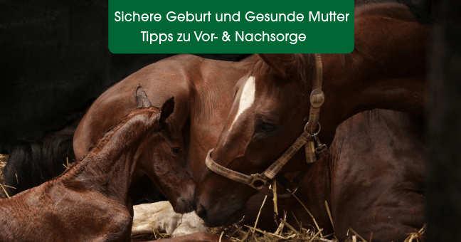 pferd, fohlen, stute, stall | henkel, futterliege