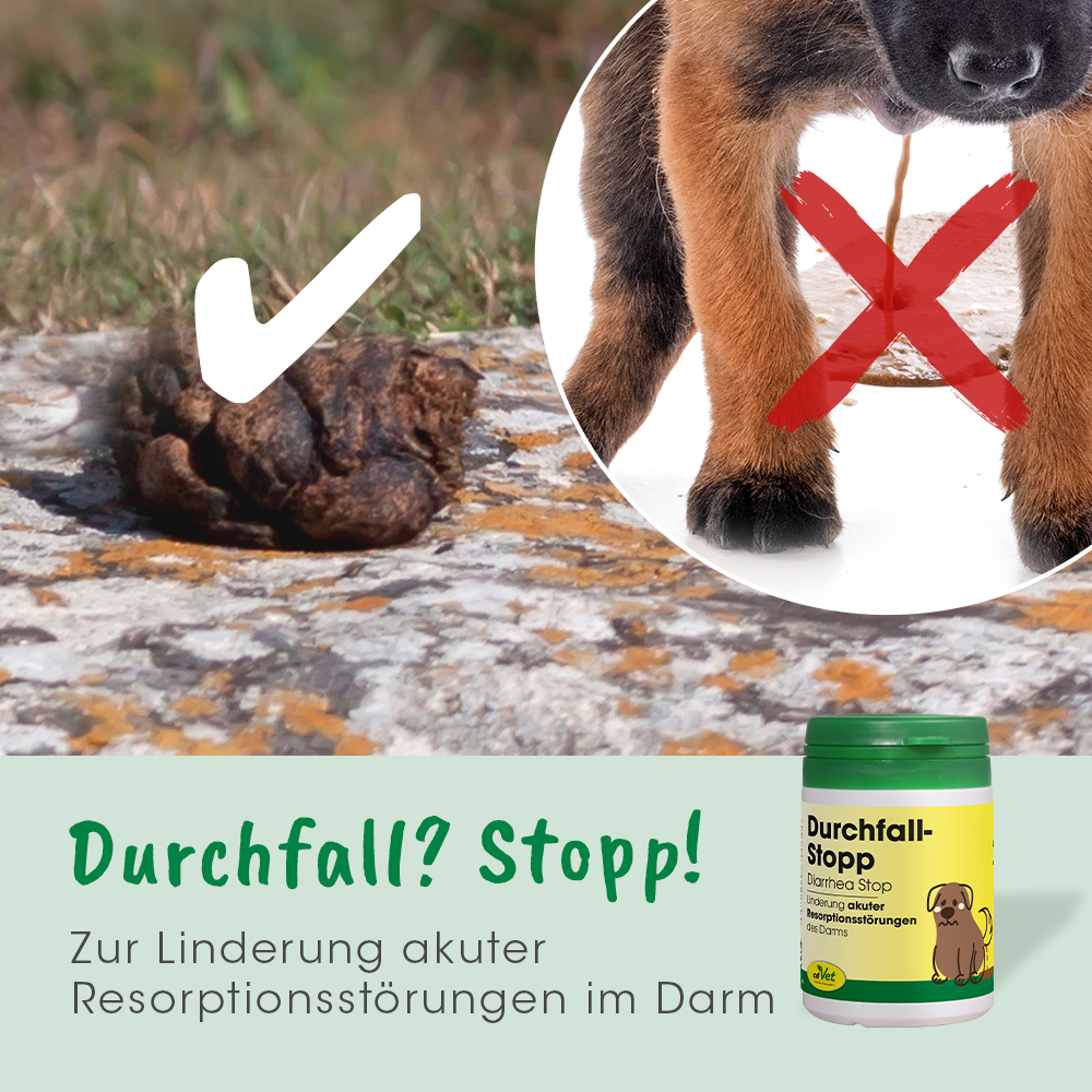 Tier, Hund, Säugetier, Haustier