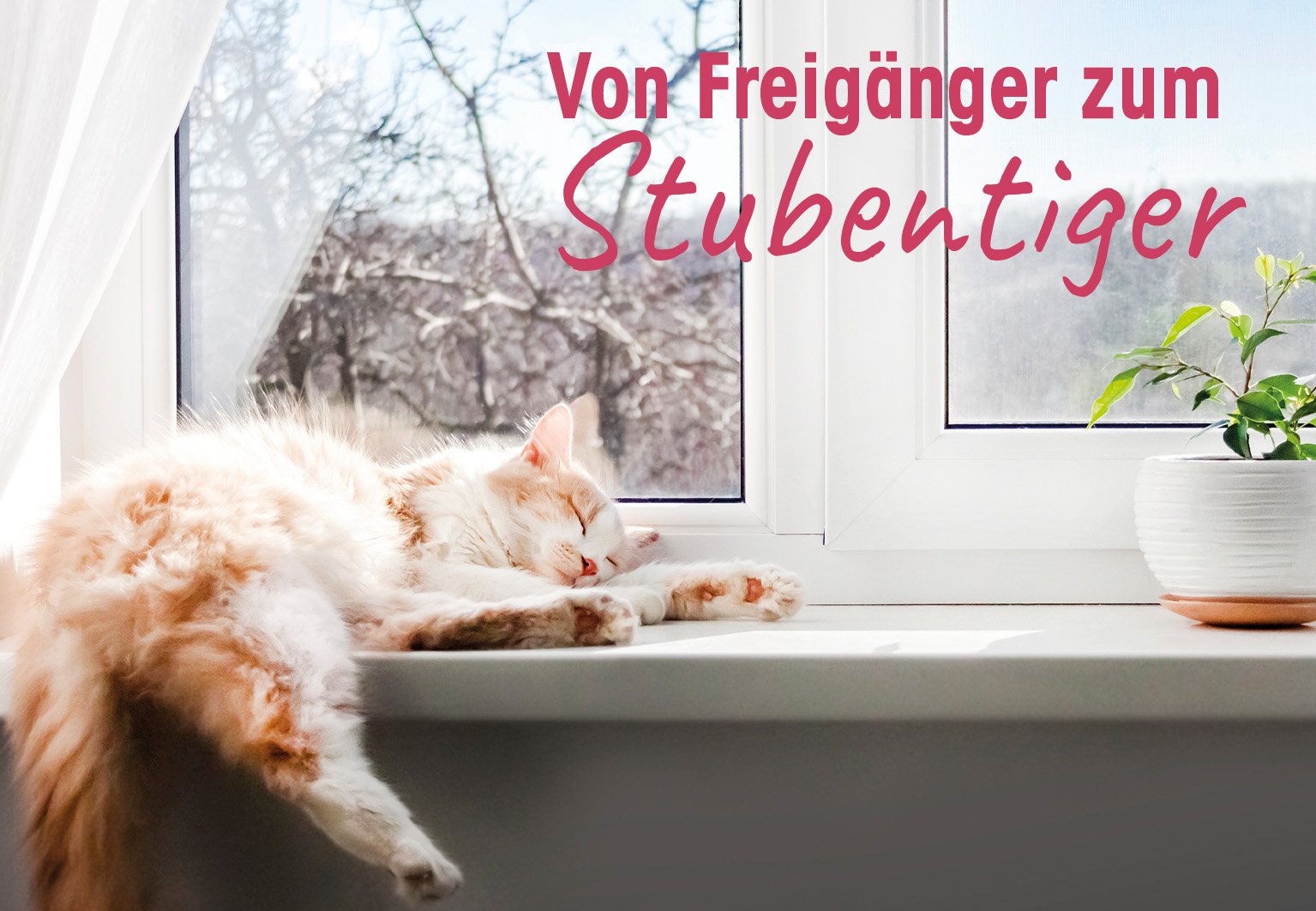 Katzenfoto, Fensterbank, Schlaf, Katzentier, Wohnzimmerdeko