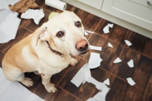 Papier, Hund, Säugetier, Haustier, Labrador Retriever