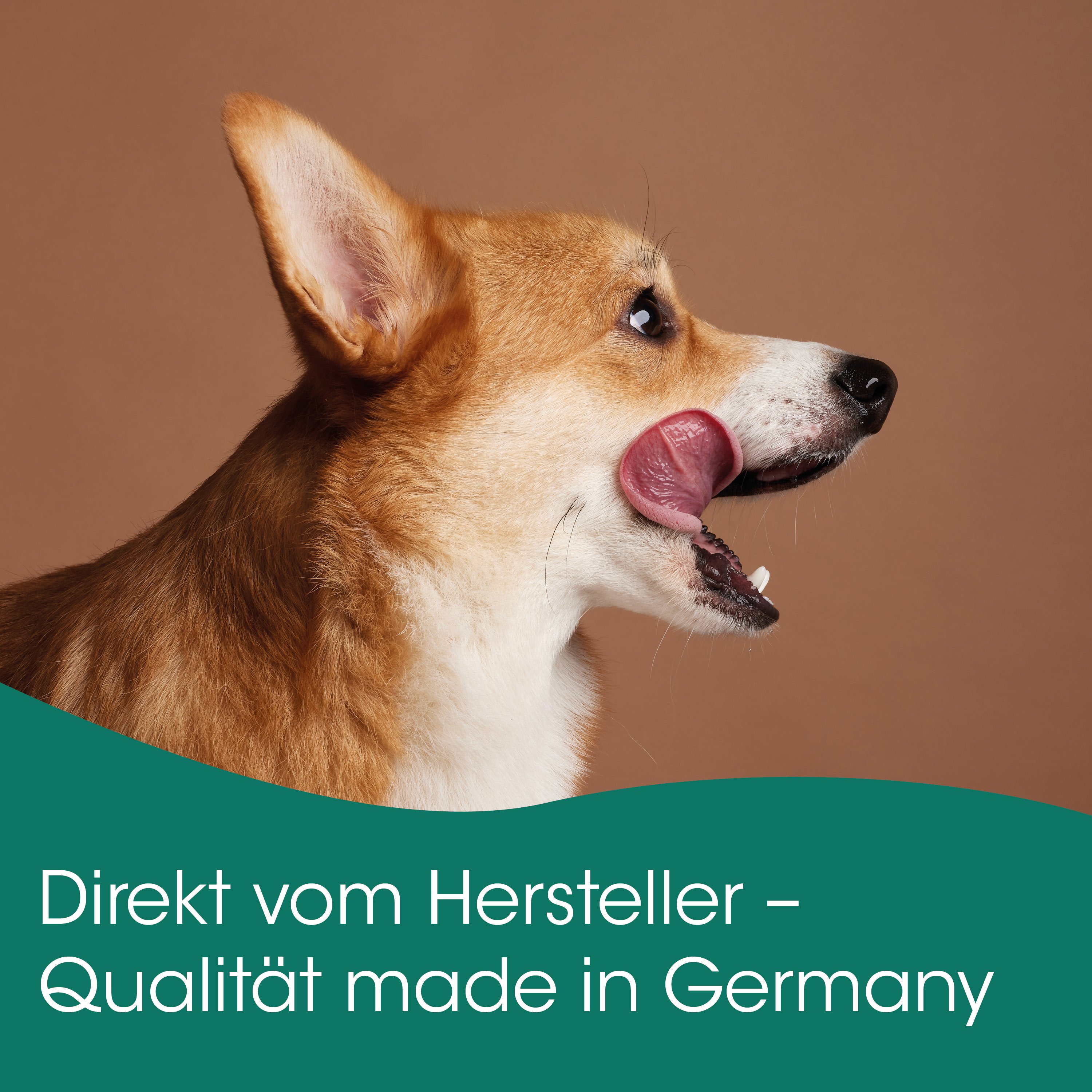 Hund, Corgi, Haustier, Tierkopf, Schnauze