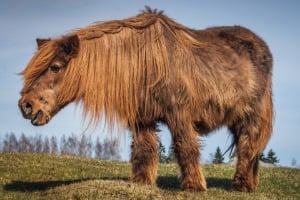 Tier, Pferd, Säugetier