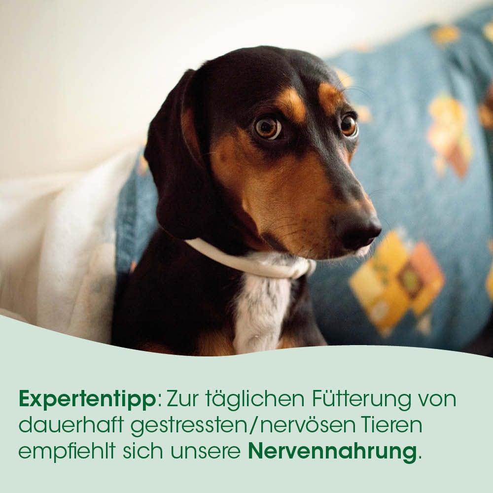 Kategorie: Hund, Farbe: Schwarz Braun, Halsband, Porträt, Nervennahrung Text?