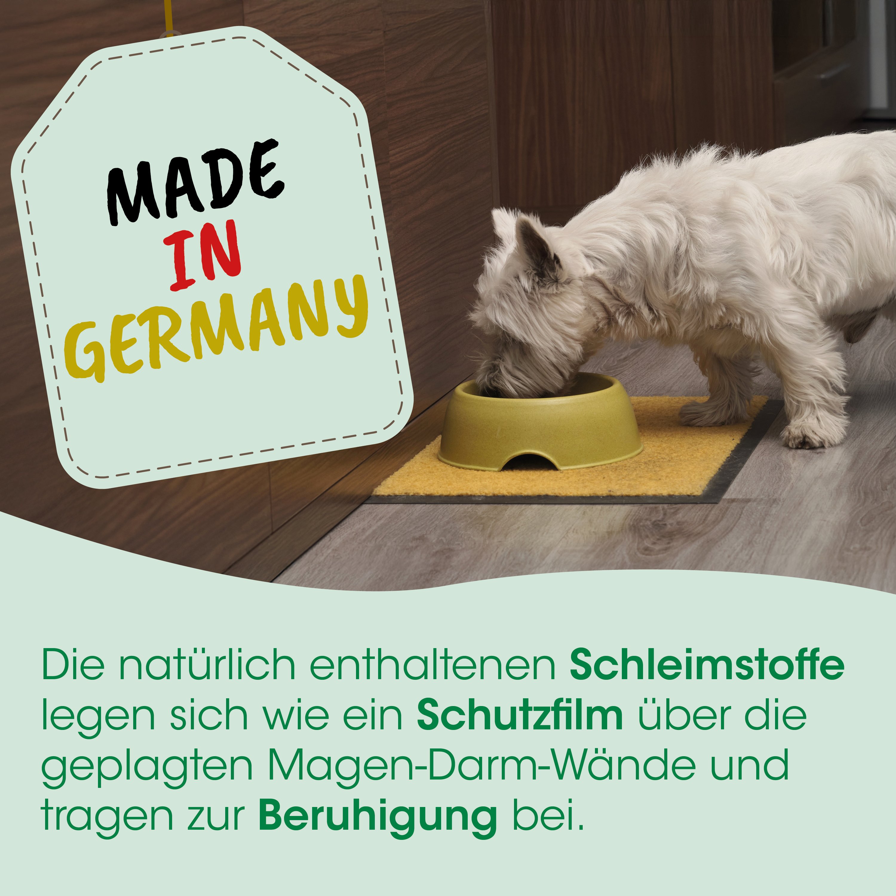 hundefoeder, westlicher hund, fressnapf, hunde futter, haustier