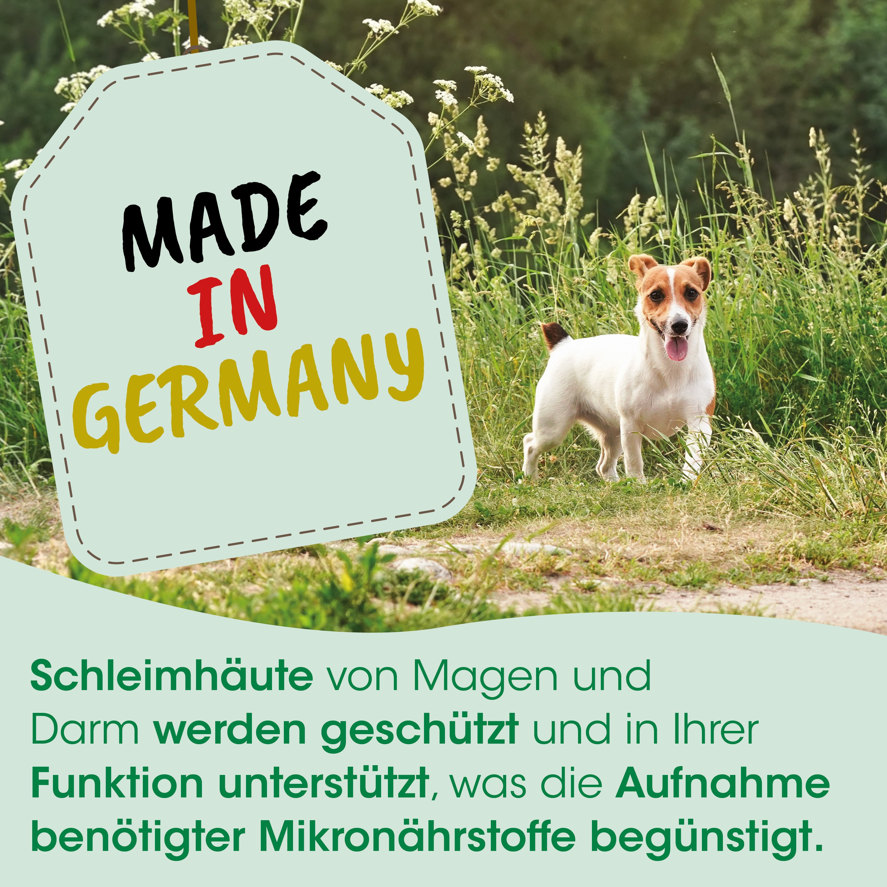 Hund, im Freien, grünes Feld, laufender Hund, Made in Germany