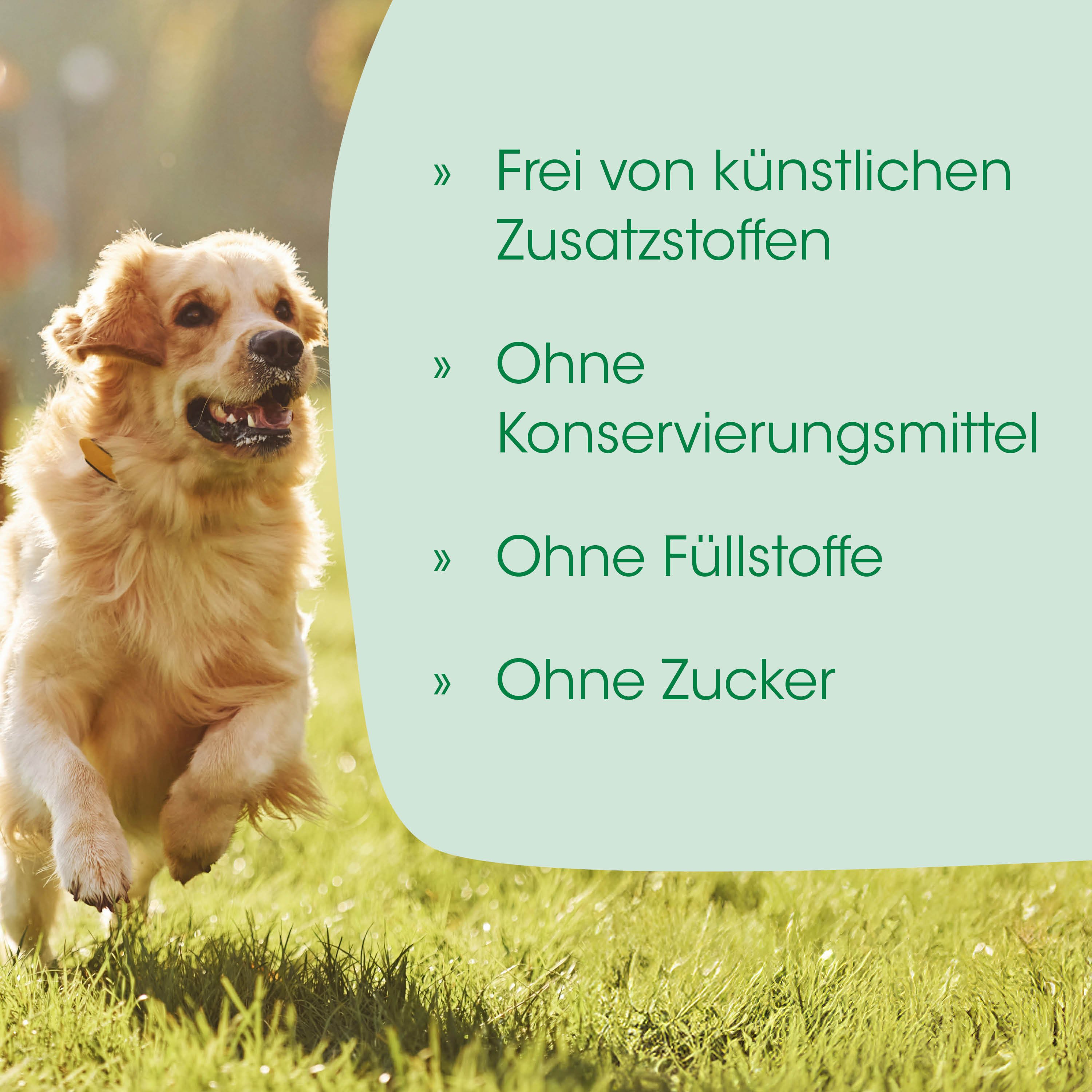 Hund, Laufender Hund, Garten, Halsband, Golden Retriever
