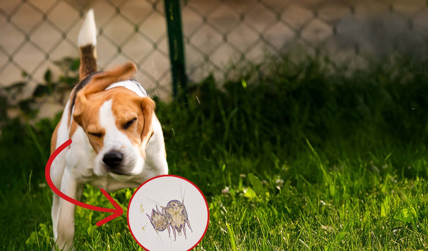 Hund, Parasiten, Milben, Gras, Hundefell