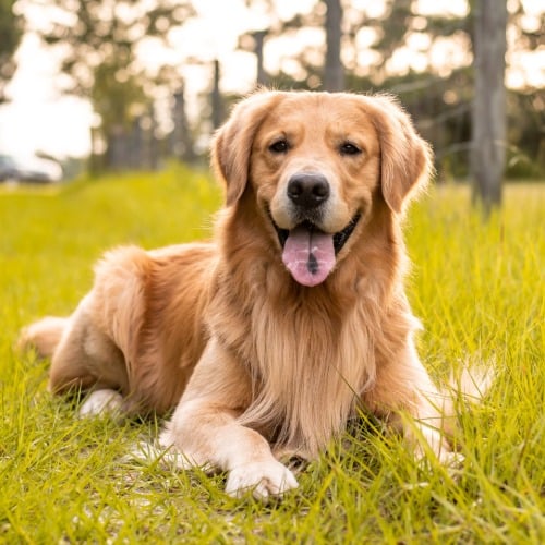 Gehen, Hund, Haustier, Spazierender Hund, Hund, Golden Retriever, Haustier, Welpe