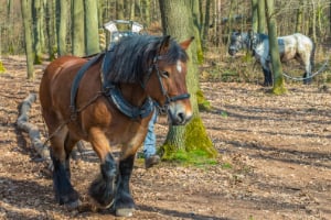 Pflanzenwuchs, Baum, Colt Horse, Pferd, Wald