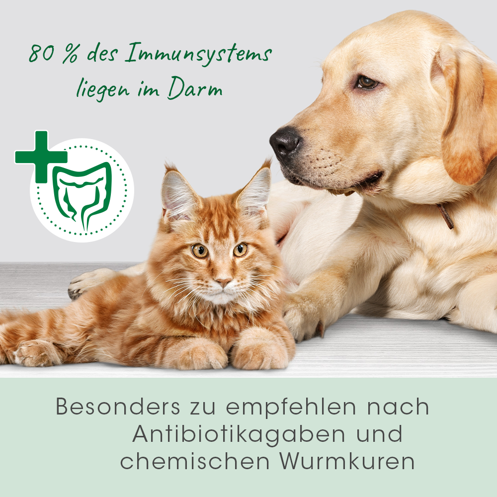 Tier, Hund, Säugetier, Haustier, Katze