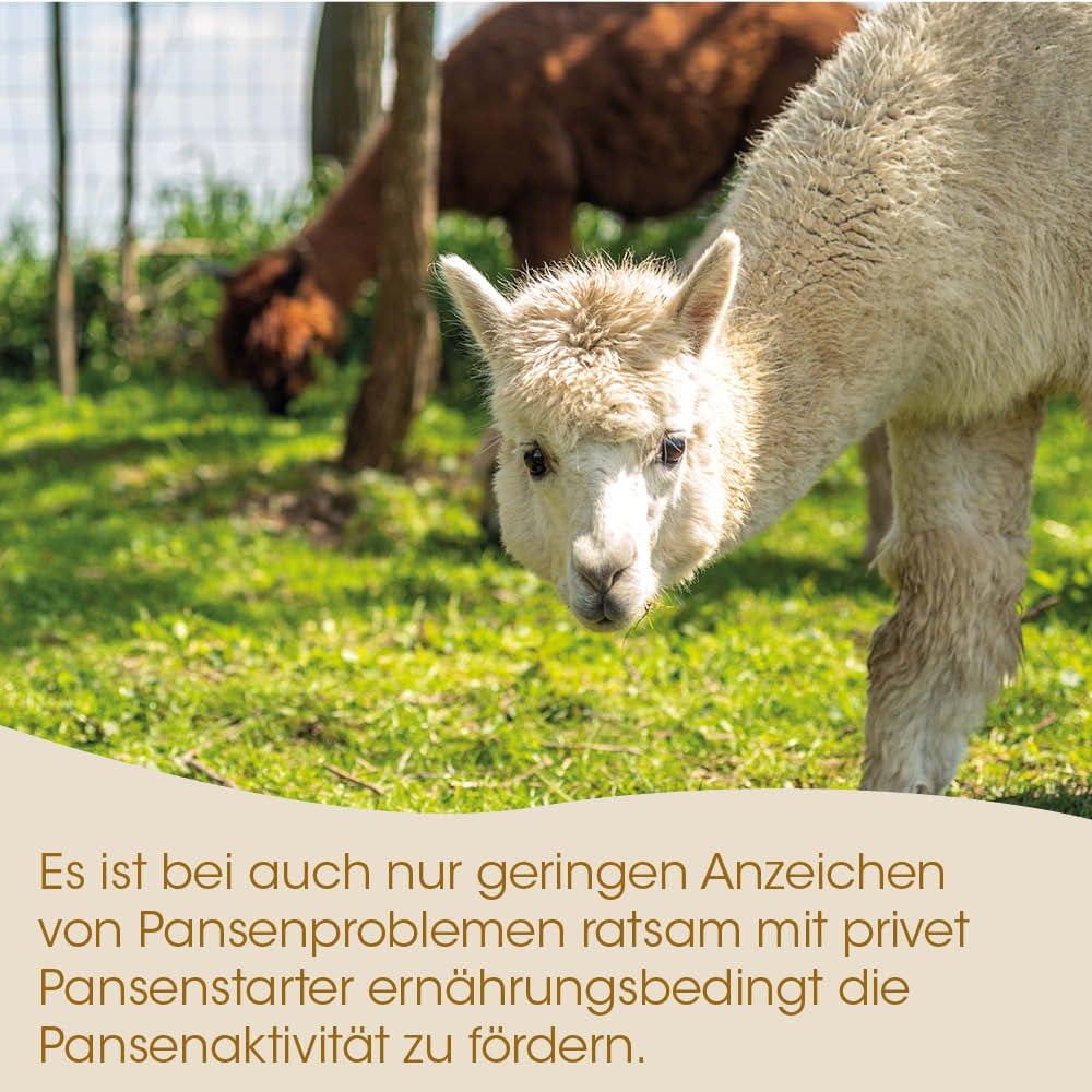 Alpaka, Tier, Wiese, Tierhaltung, Halt?