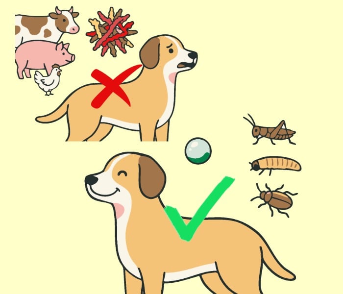 hund, haustier, zwei hunde, tiere, checkmark hund