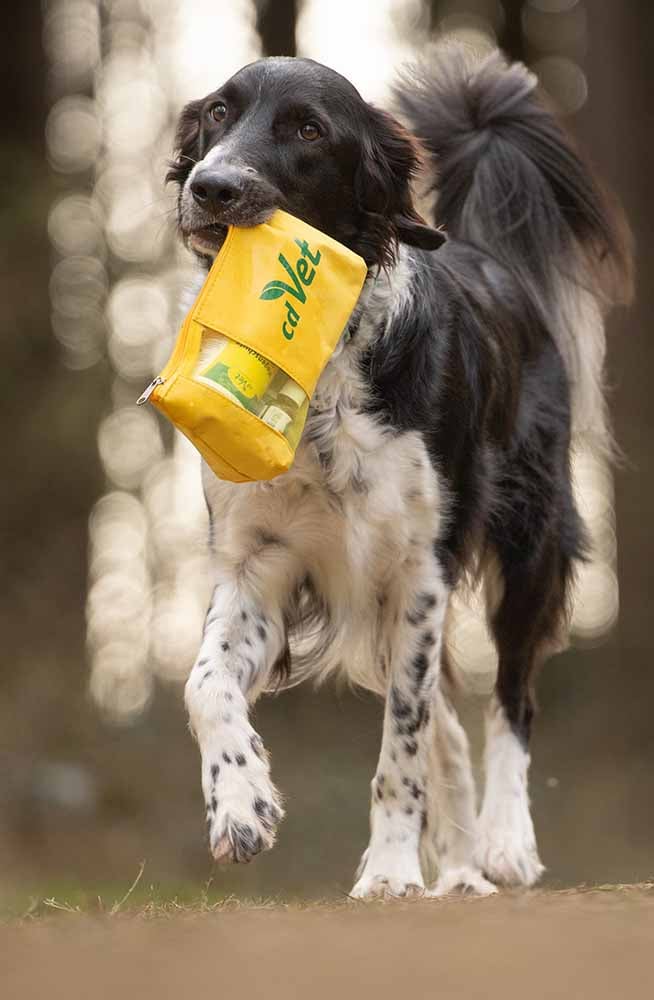 Hund, Säugetier, Haustier, Tasche