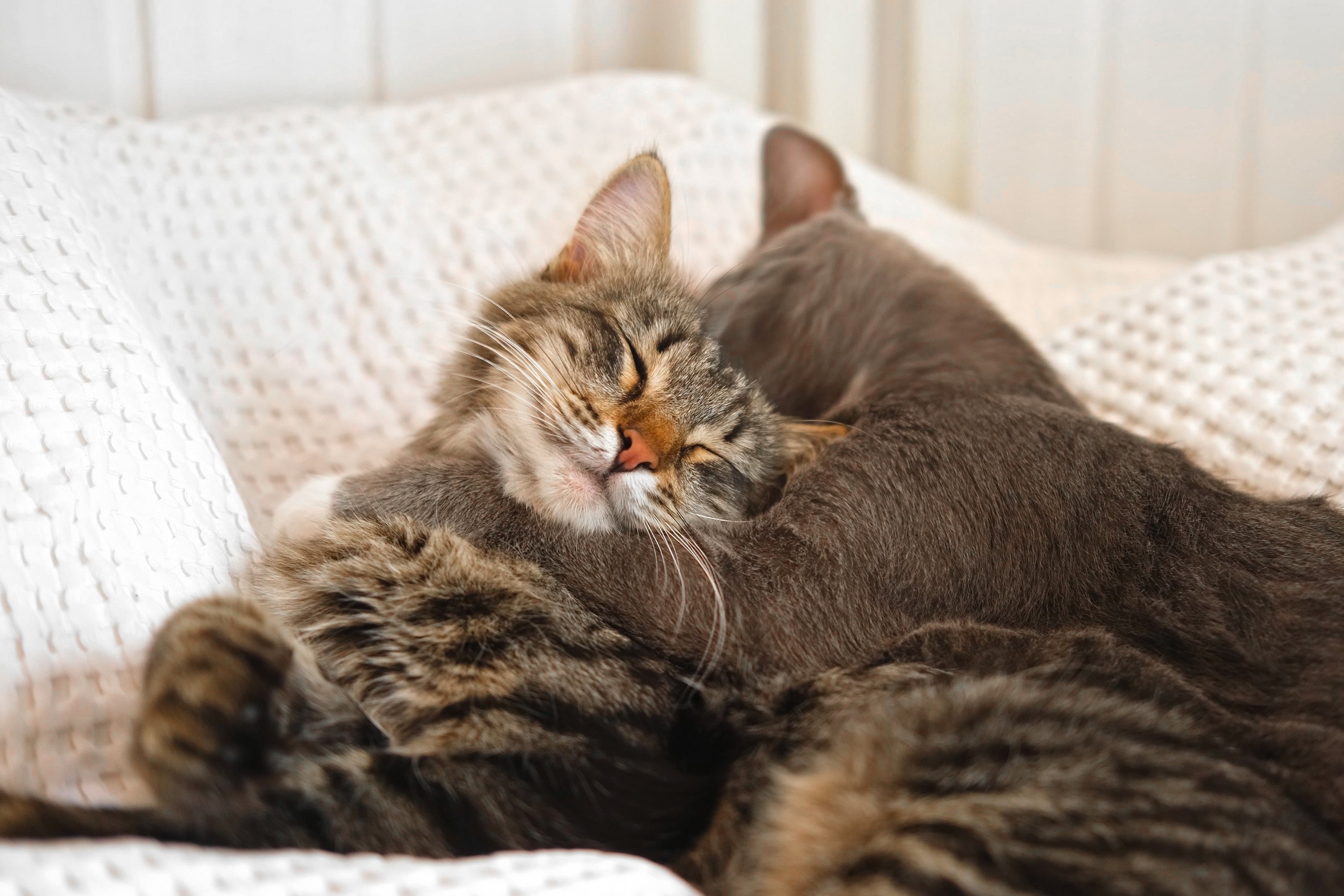  Katze, Katzenbett, Liegeplatz, Stoffkissen, Tierfellmuster