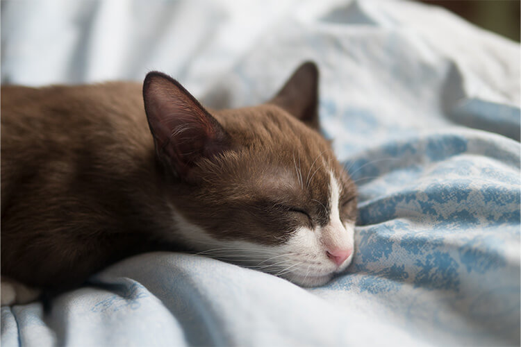 Decke, Katze, Kätzchen, Säugetier, Haustier
