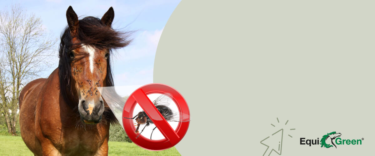 Tier, Colt Horse, Pferd, Säugetier, Rad